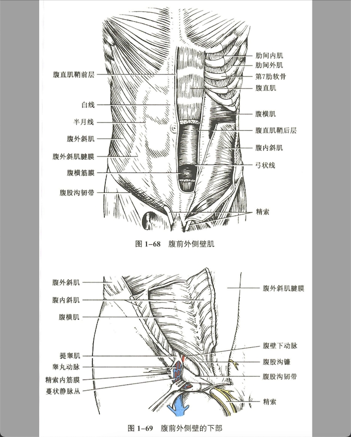 解剖
