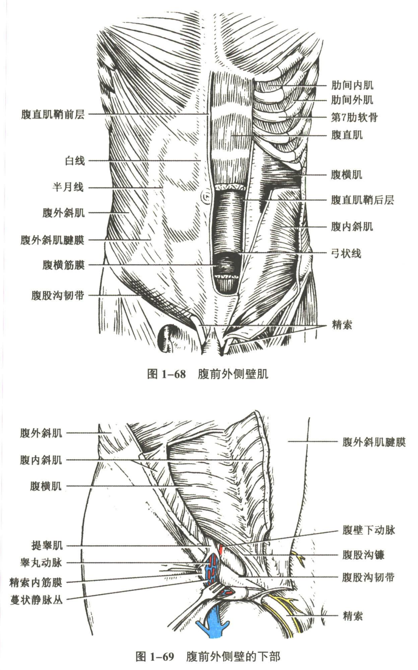 解剖