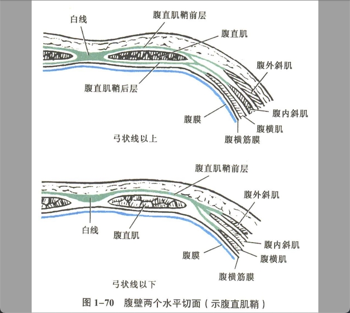 解剖