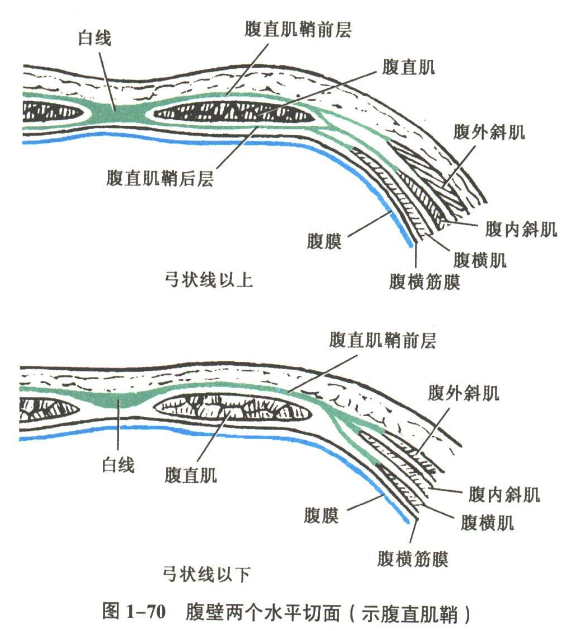 解剖