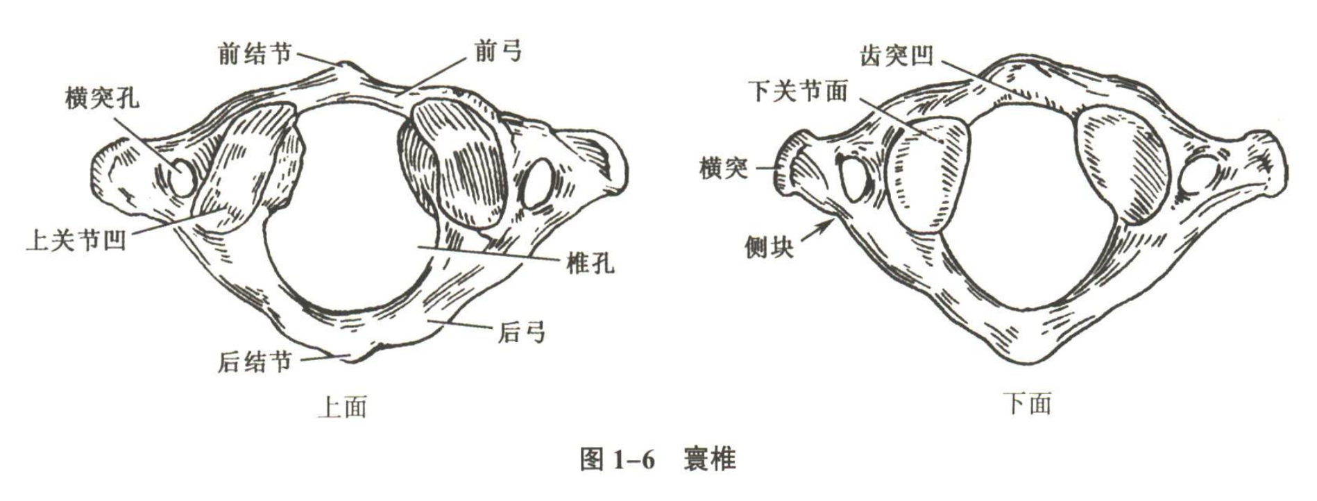 解剖