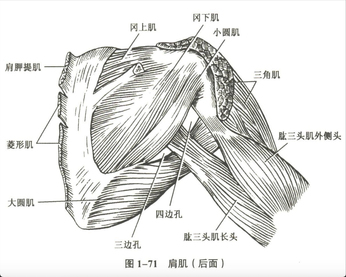 解剖