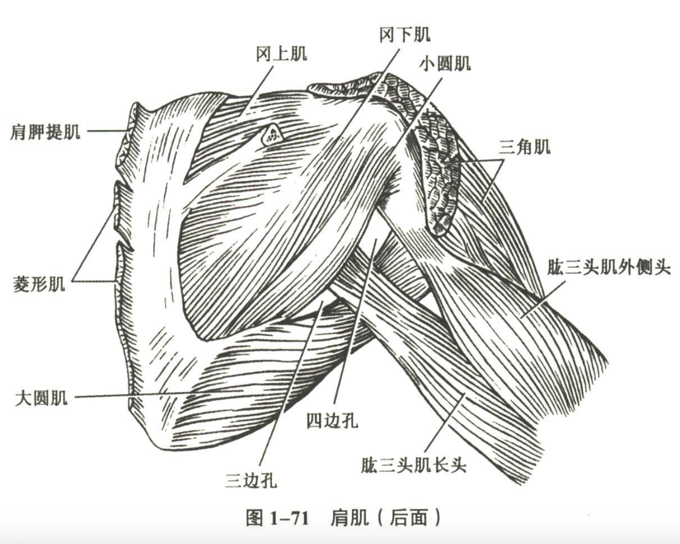 解剖