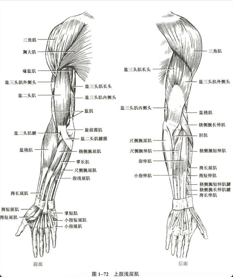 解剖