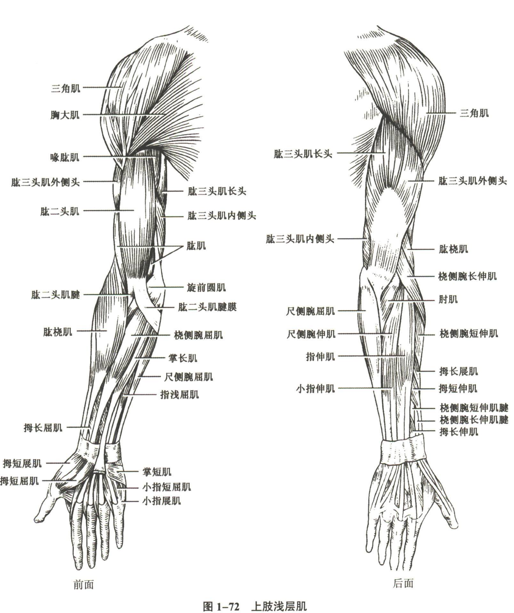 解剖
