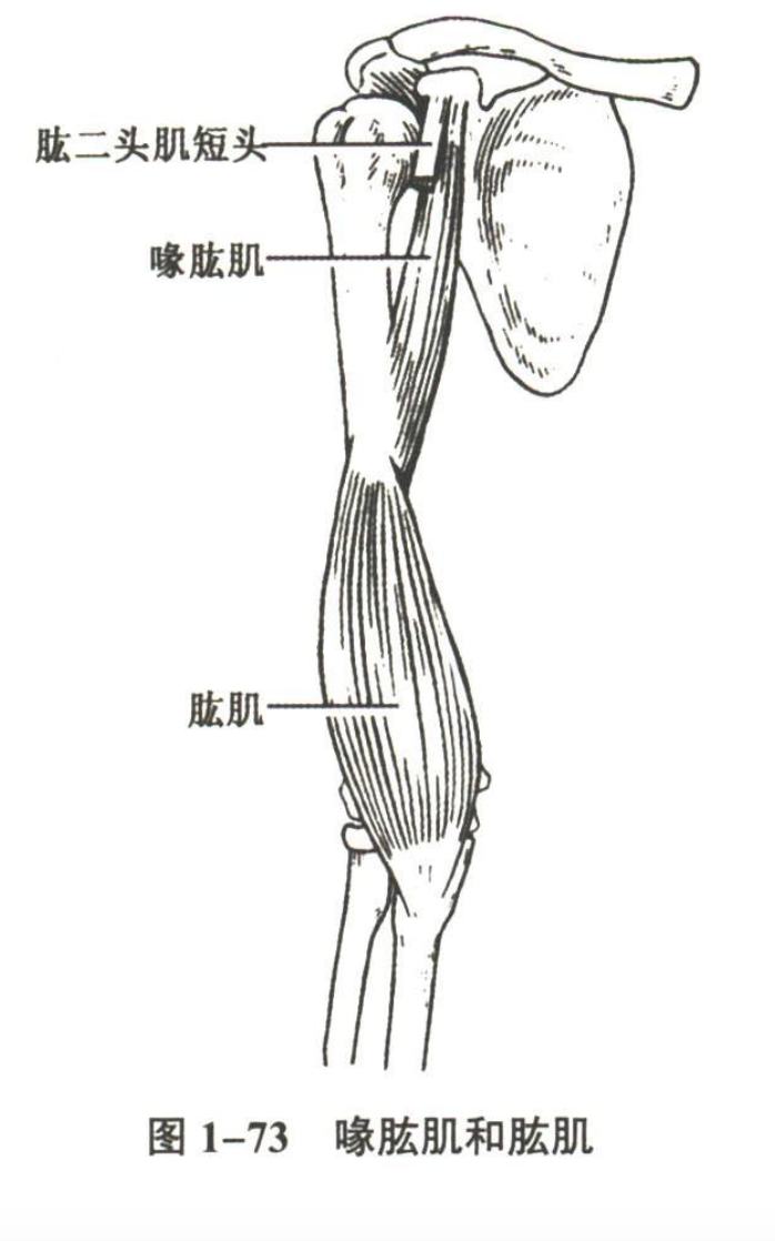解剖