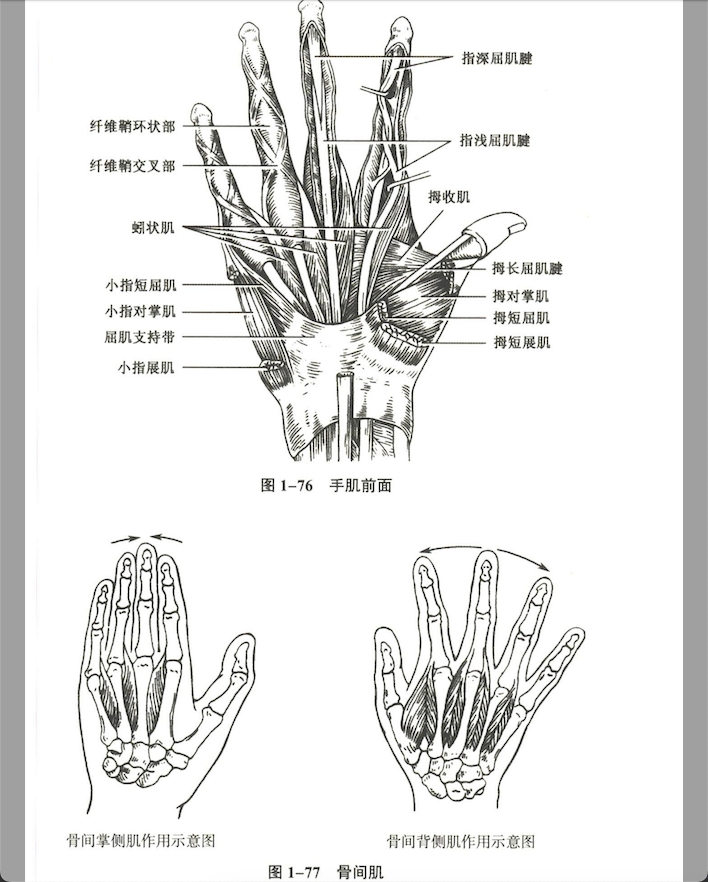 解剖