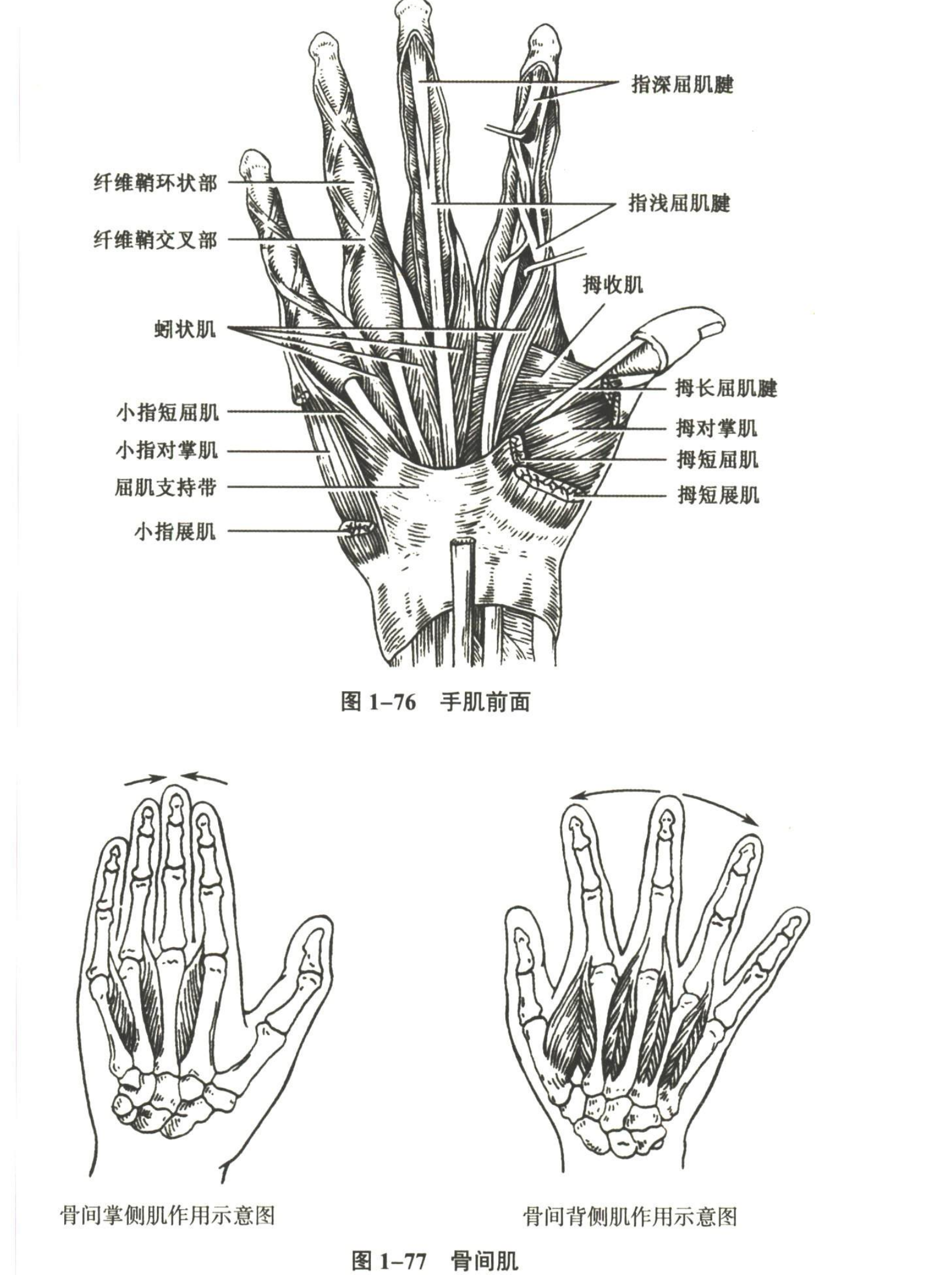 解剖