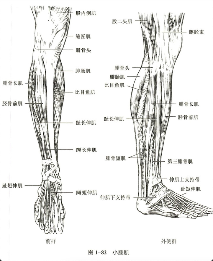 解剖