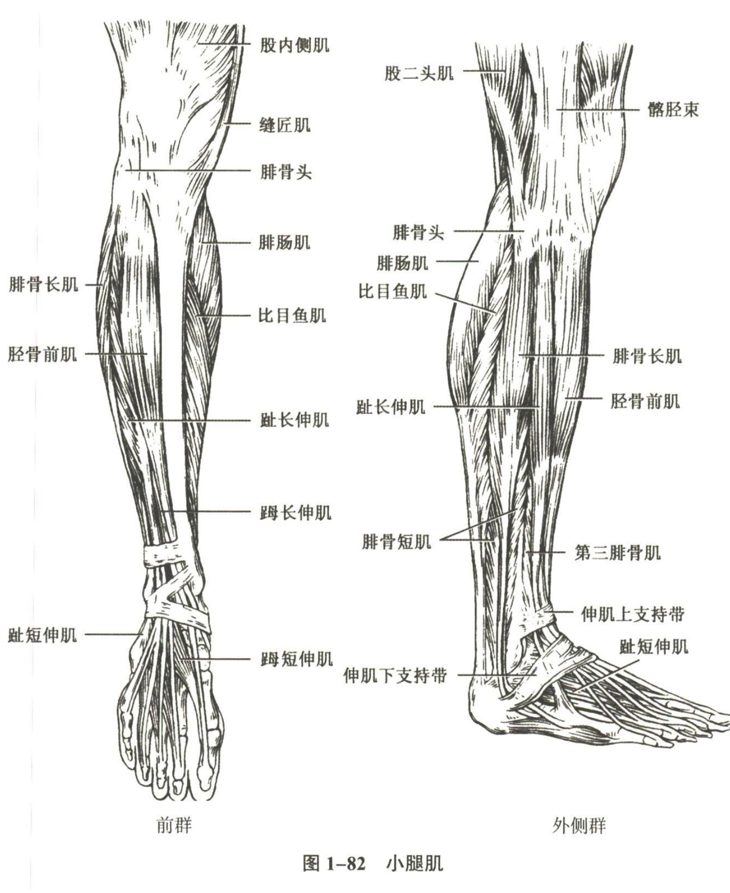 解剖
