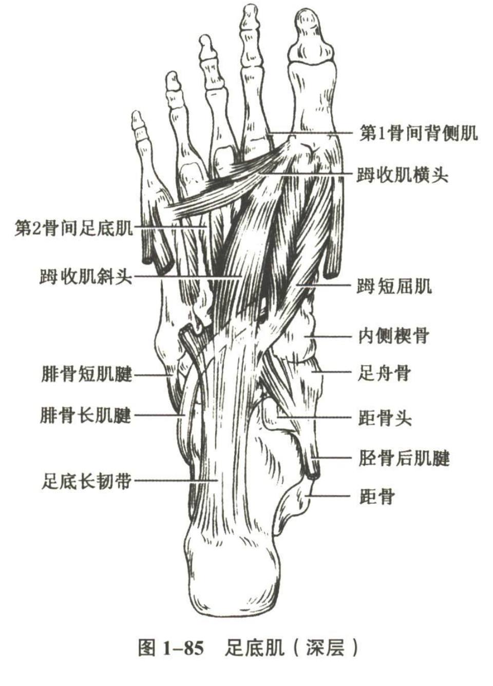 解剖