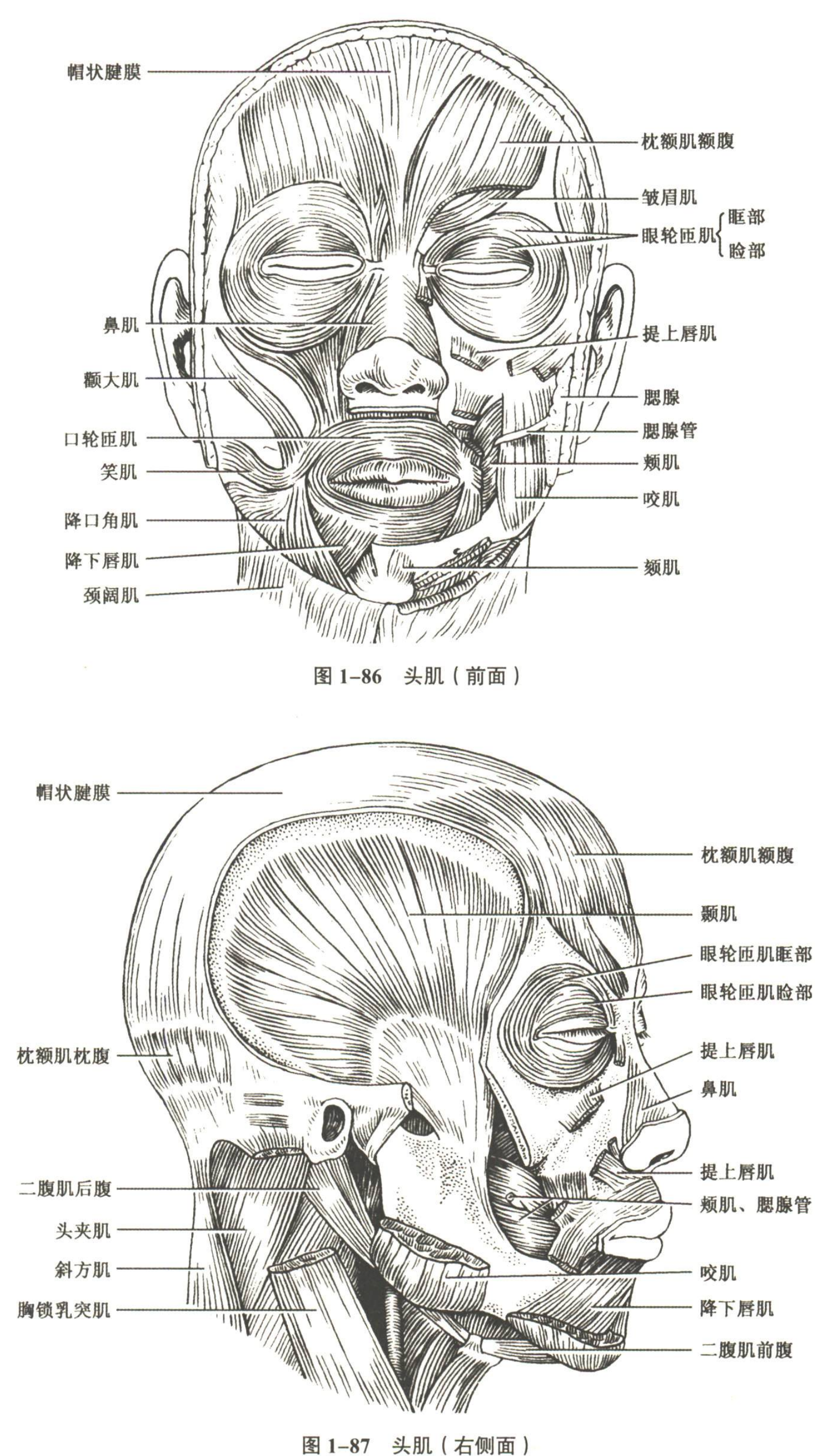解剖