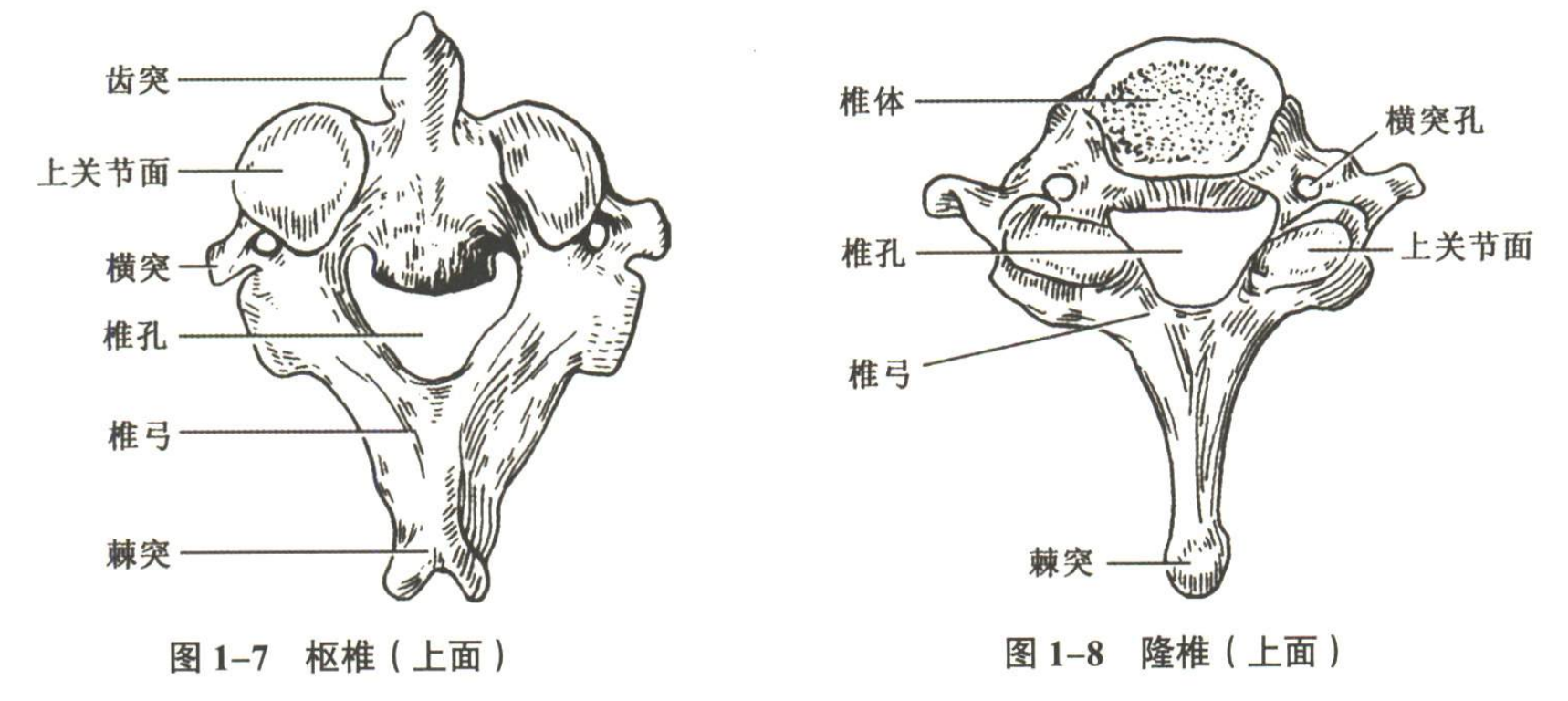 解剖