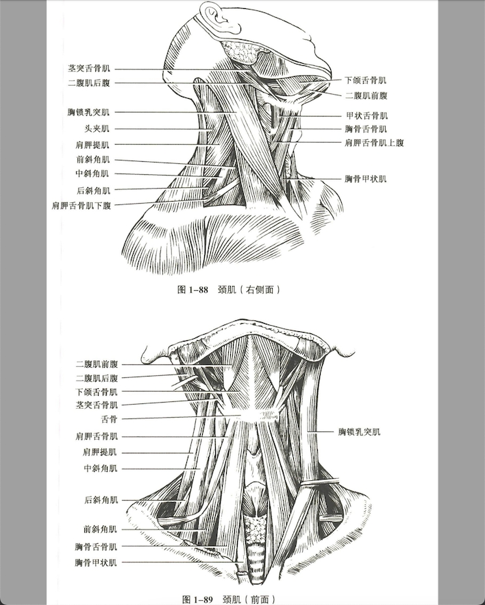 解剖
