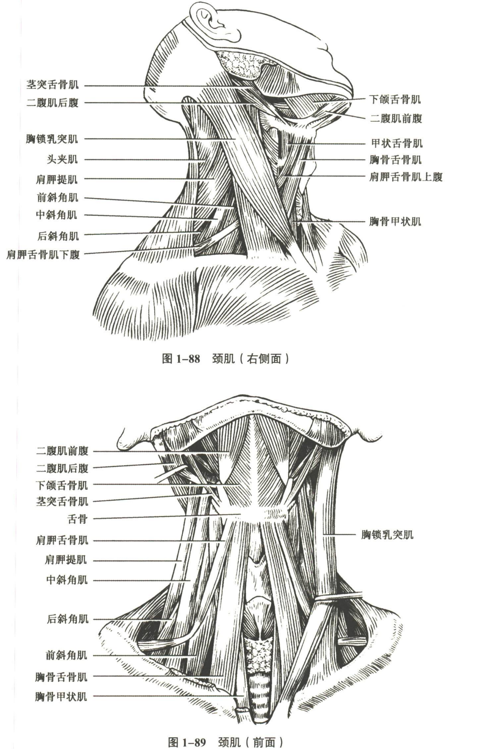 解剖