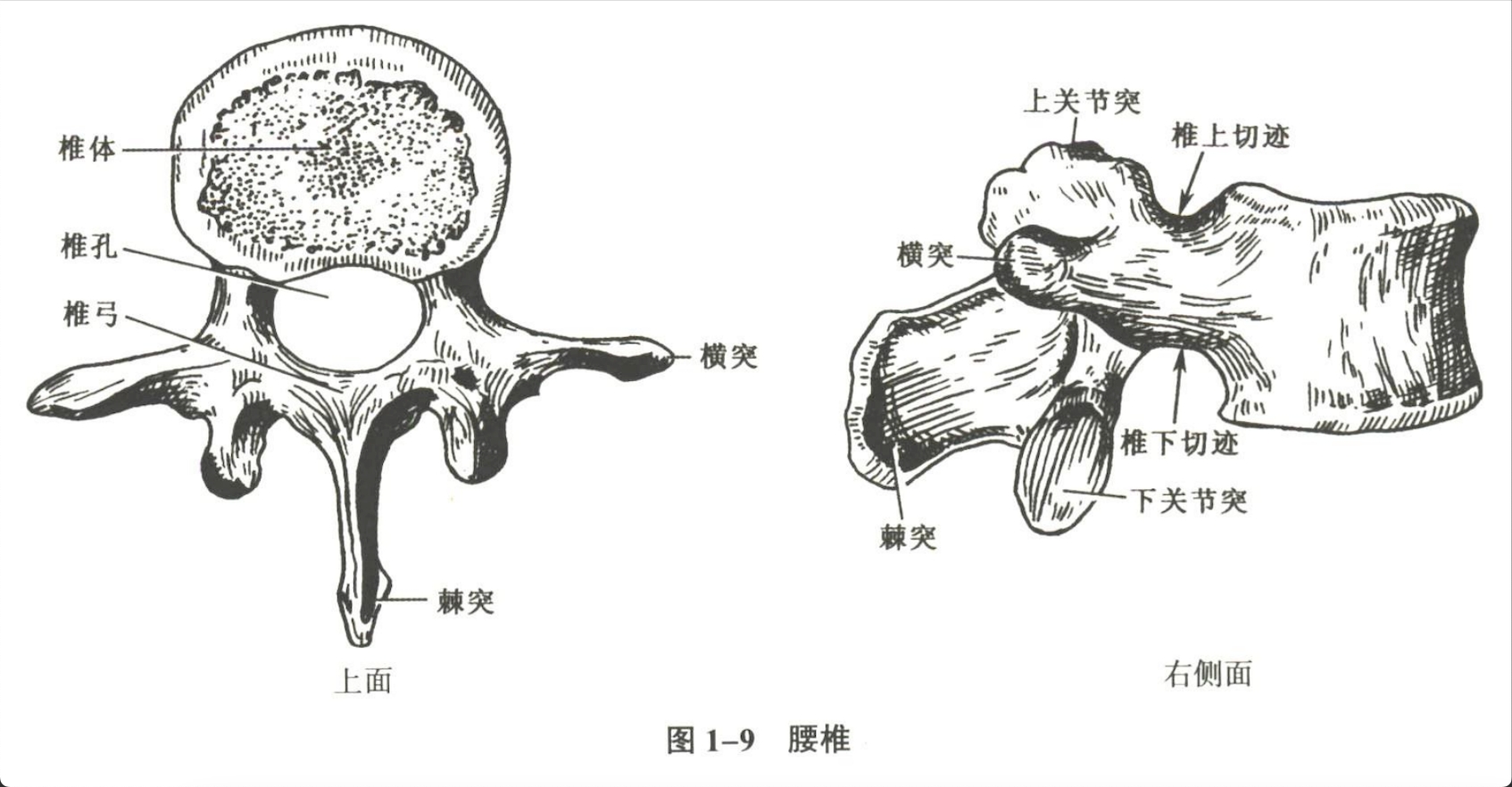 解剖