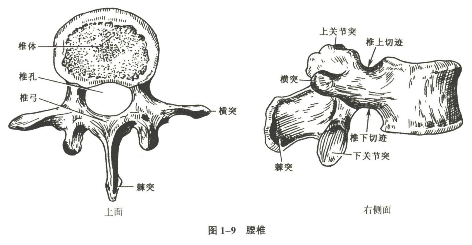 解剖