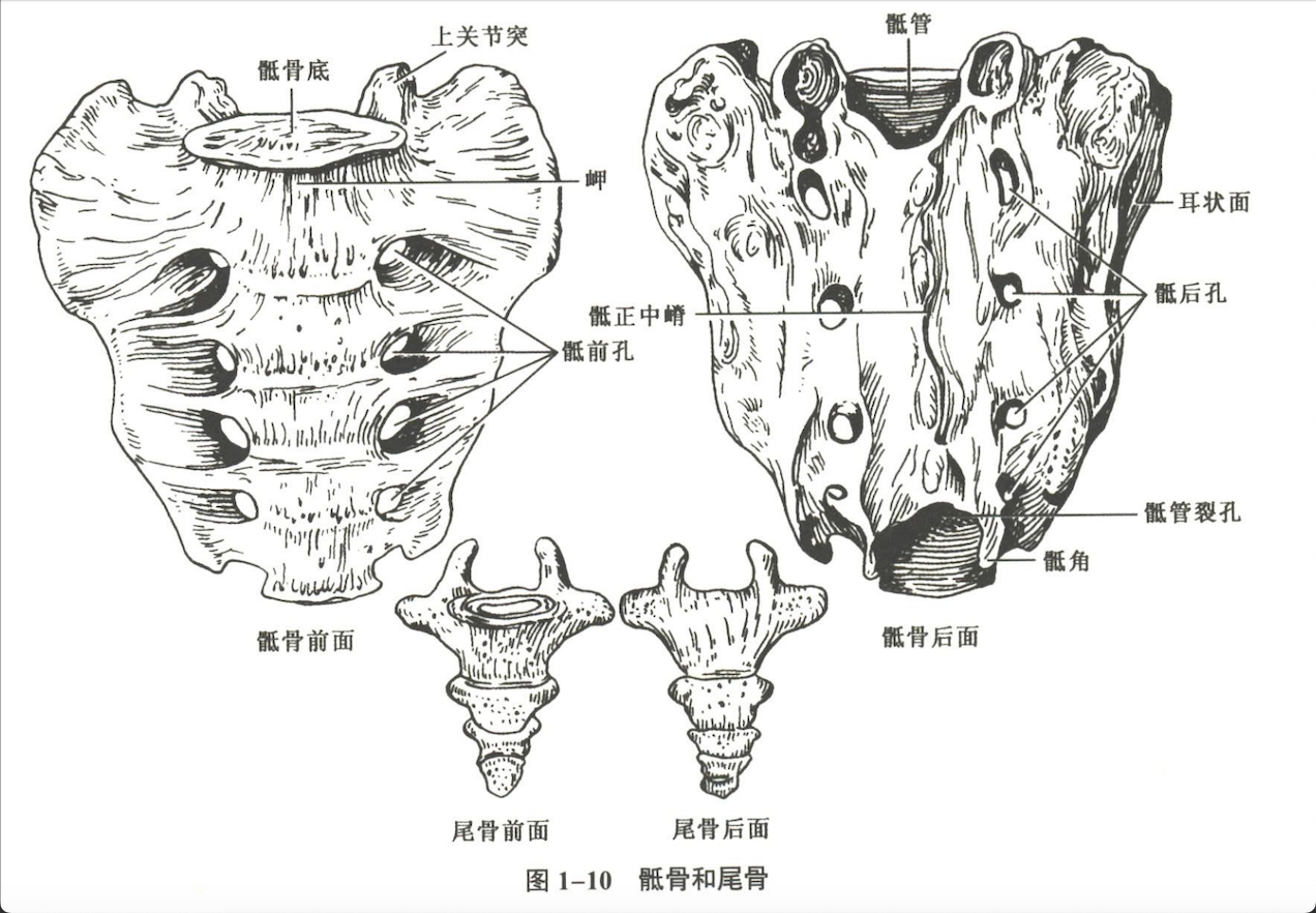 解剖