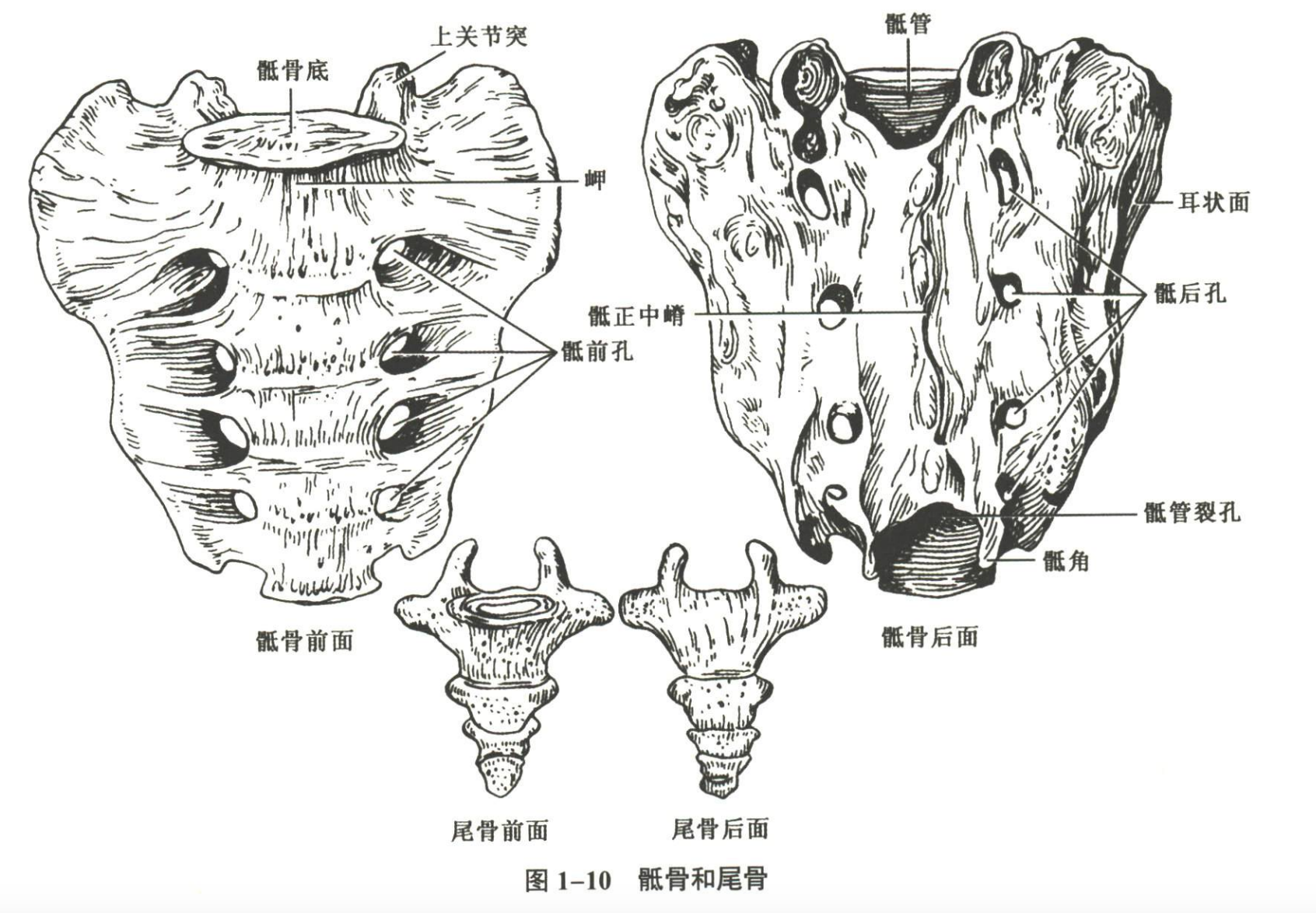 解剖